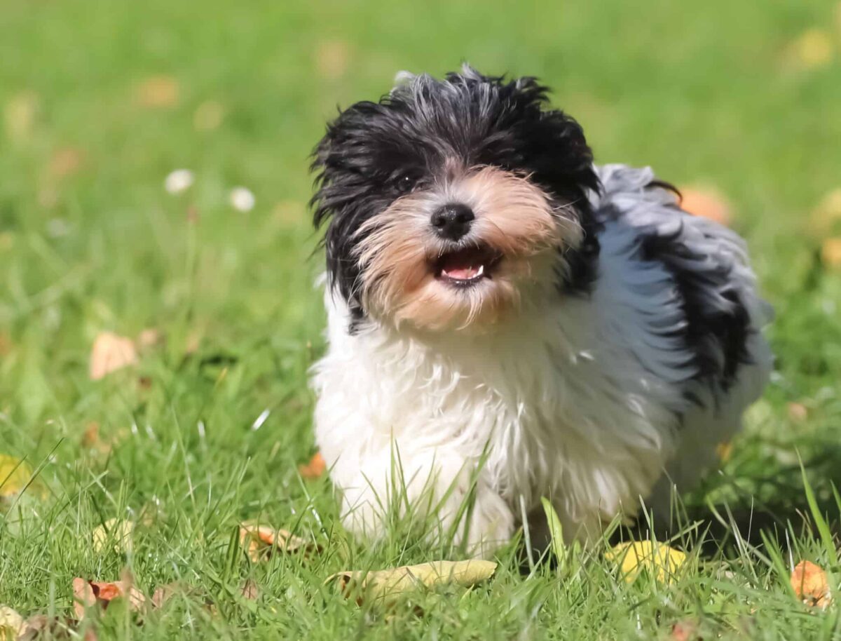 10 Things Every Havanese Owner Needs in Their Home