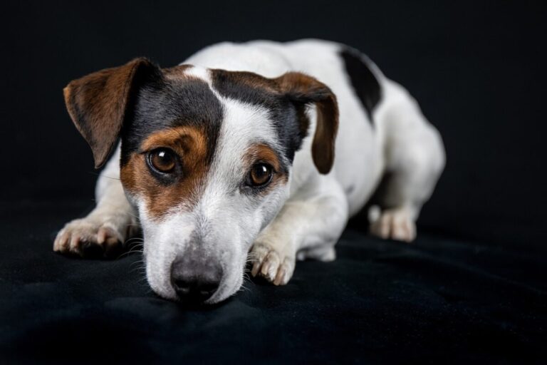 10 Things Every Jack Russell Owner Needs in Their
Home