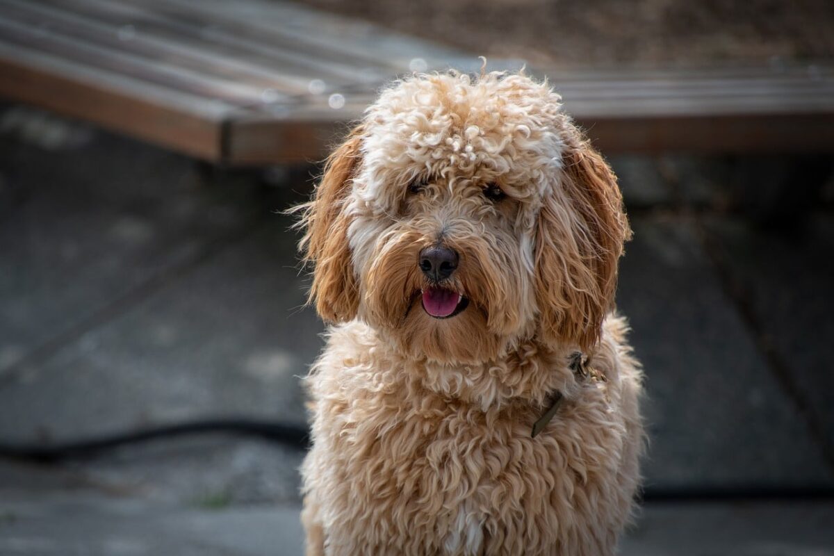 10 Things Every Labradoodle Owner Needs in Their
Home