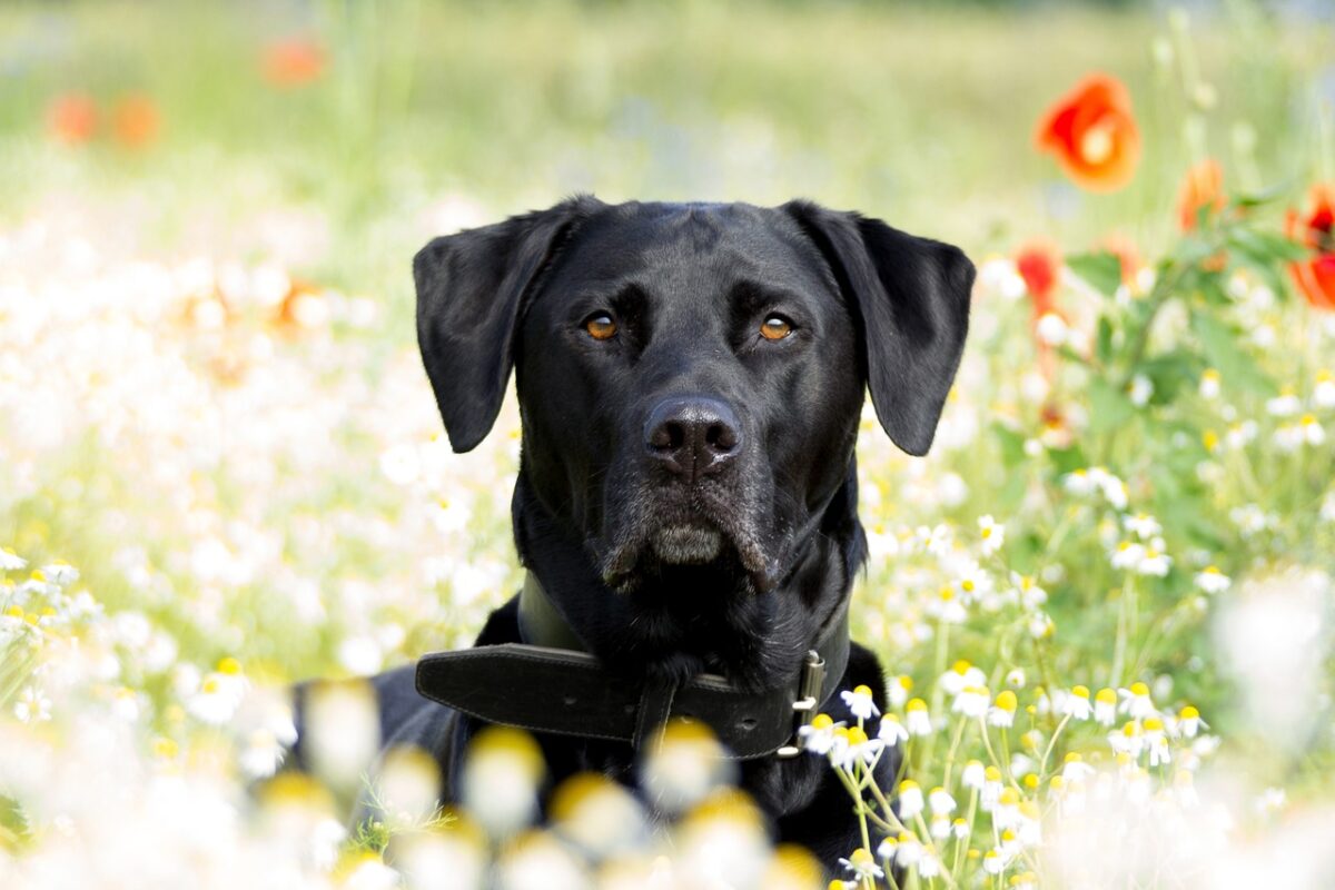 10 Things Every Labrador Retriever Owner Needs in Their
Home