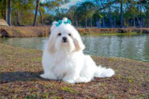 10 Things Every Lhasa Apso Owner Needs in Their Home