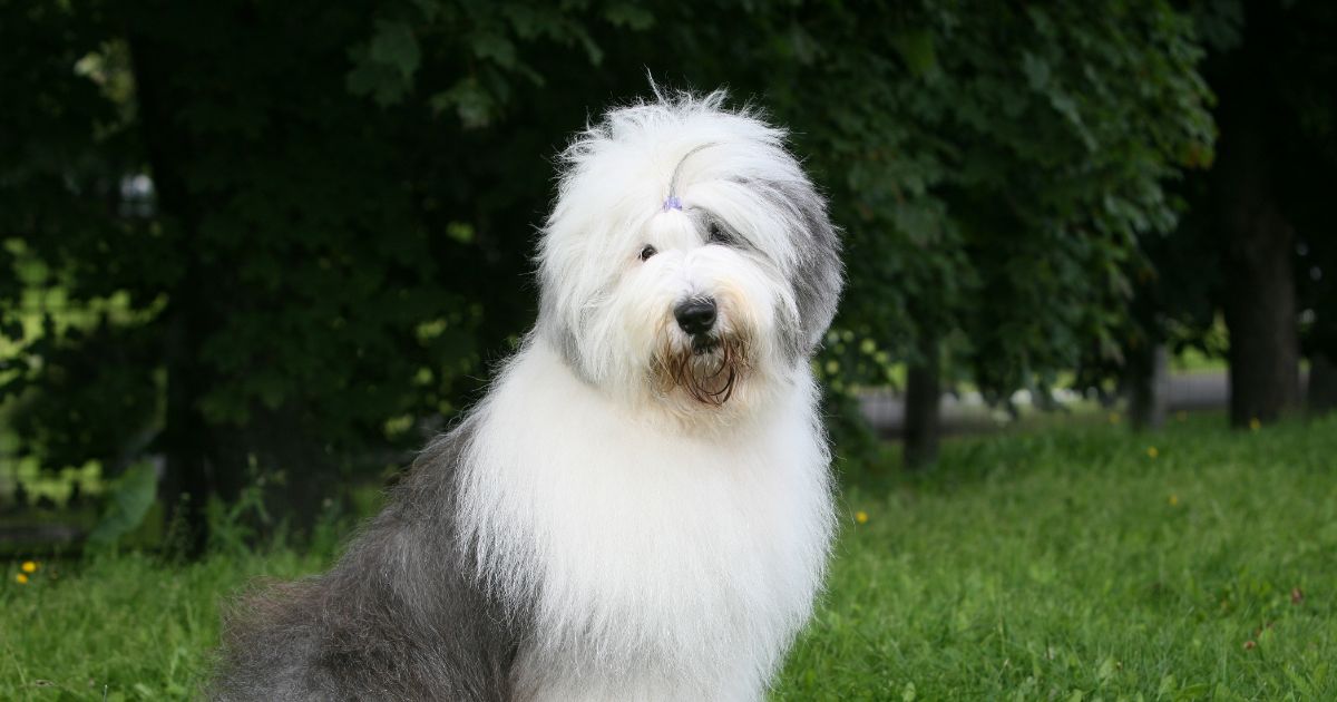 10 Things Every Old English Sheepdog Owner Needs in Their
Home