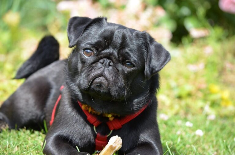 10 Things Every Pug Owner Needs in Their Home