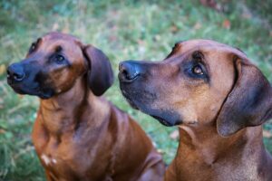 10 Things Every Rhodesian Ridgeback Owner Needs in Their
Home