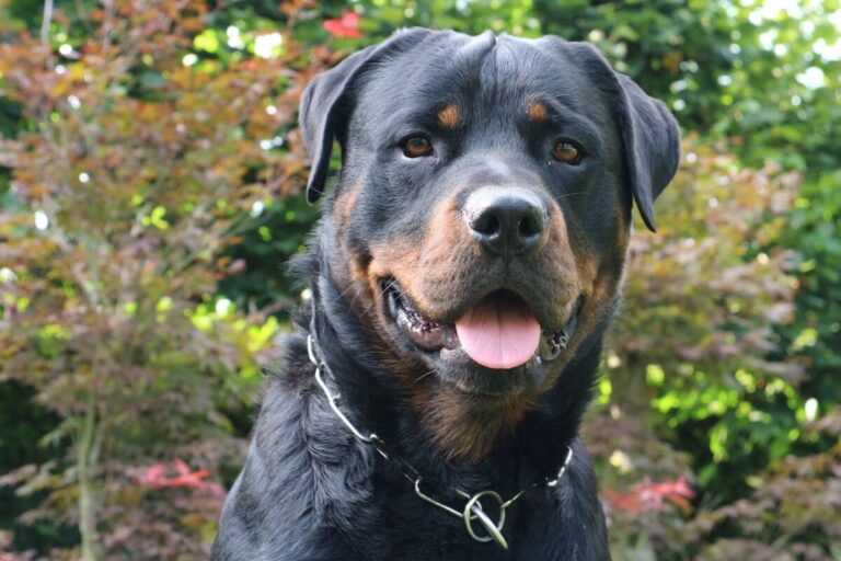 10 Things Every Rottweiler Owner Needs in Their Home