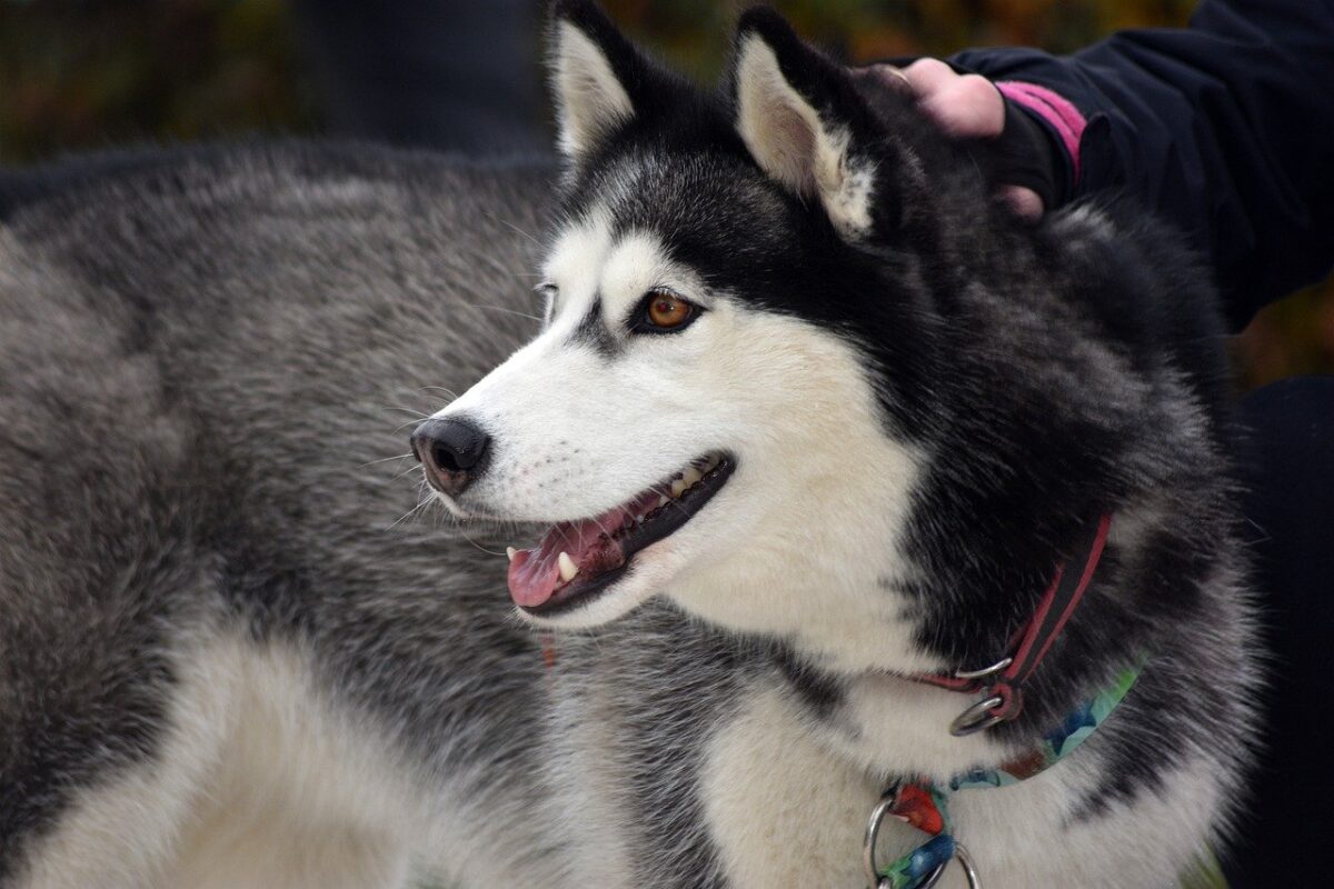 10 Things Every Siberian Husky Owner Needs in Their
Home