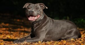 10 Things Every Staffordshire Bull Terrier Owner Needs in
Their Home