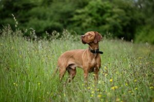 10 Things Every Vizsla Owner Needs in Their Home