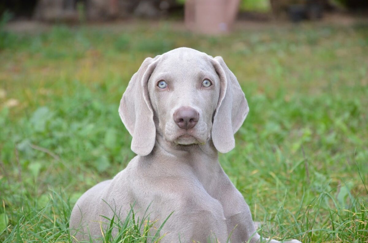 10 Things Every Weimaraner Owner Needs in Their Home