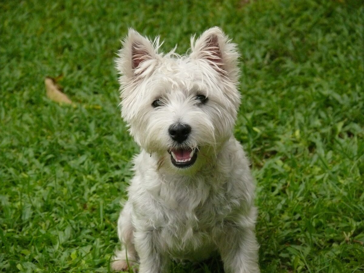 10 Things Every Westie Owner Needs in Their Home