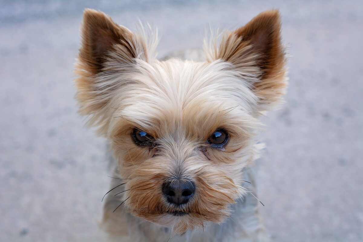 10 Things Every Yorkie Owner Needs in Their Home