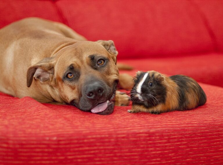 10 Unexpected Animal Friends Dogs Love To Play With