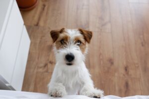 jack russell terrier puppy wants to jump on the bed