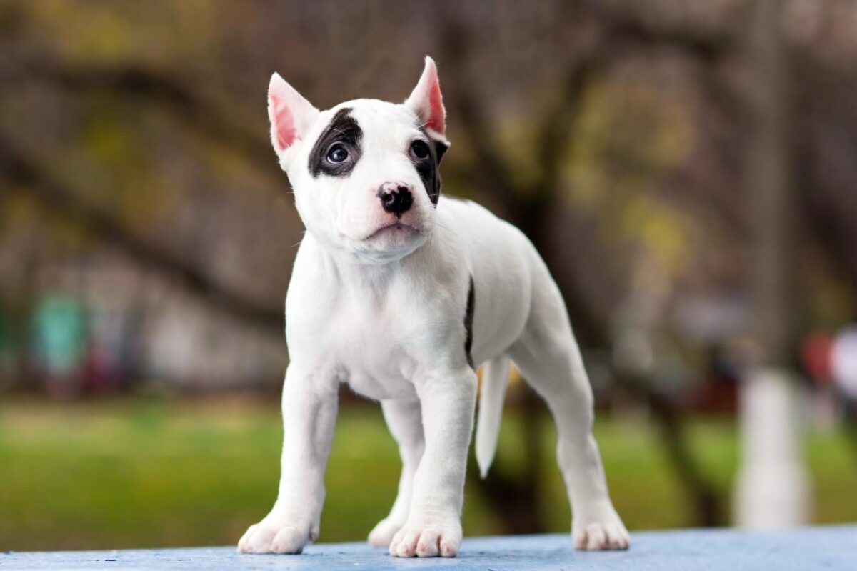 10 Ways We’ve Got American Staffordshire Terriers All
Wrong