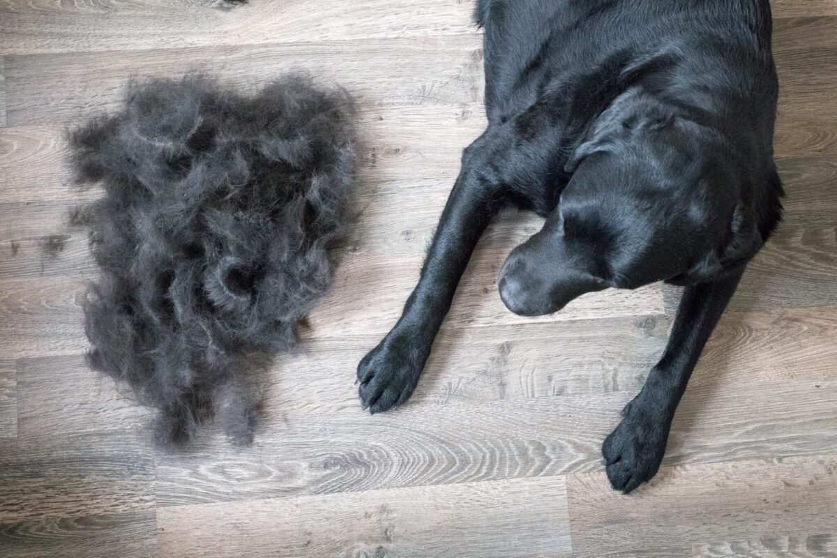 11 Dog Breeds Known for Heavy Shedding