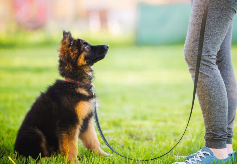 11 Dog Breeds Known for Their Intelligent Puppies