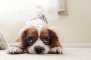 11 Dog Breeds Perfect For Peaceful Apartment Living