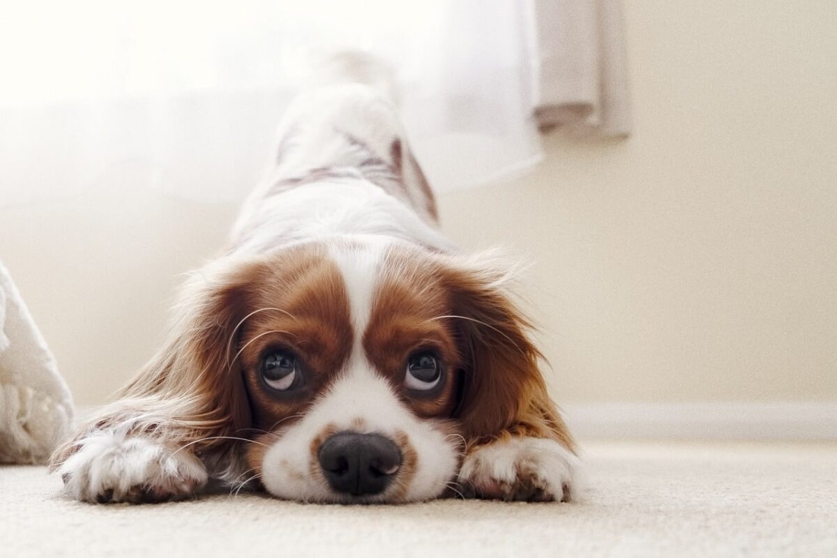 11 Dog Breeds Perfect For Peaceful Apartment Living