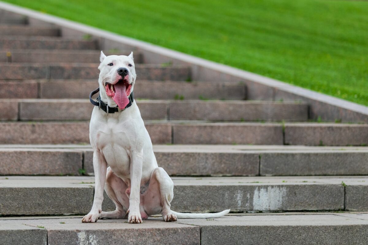 11 Dog Breeds That Are Illegal In Other Countries