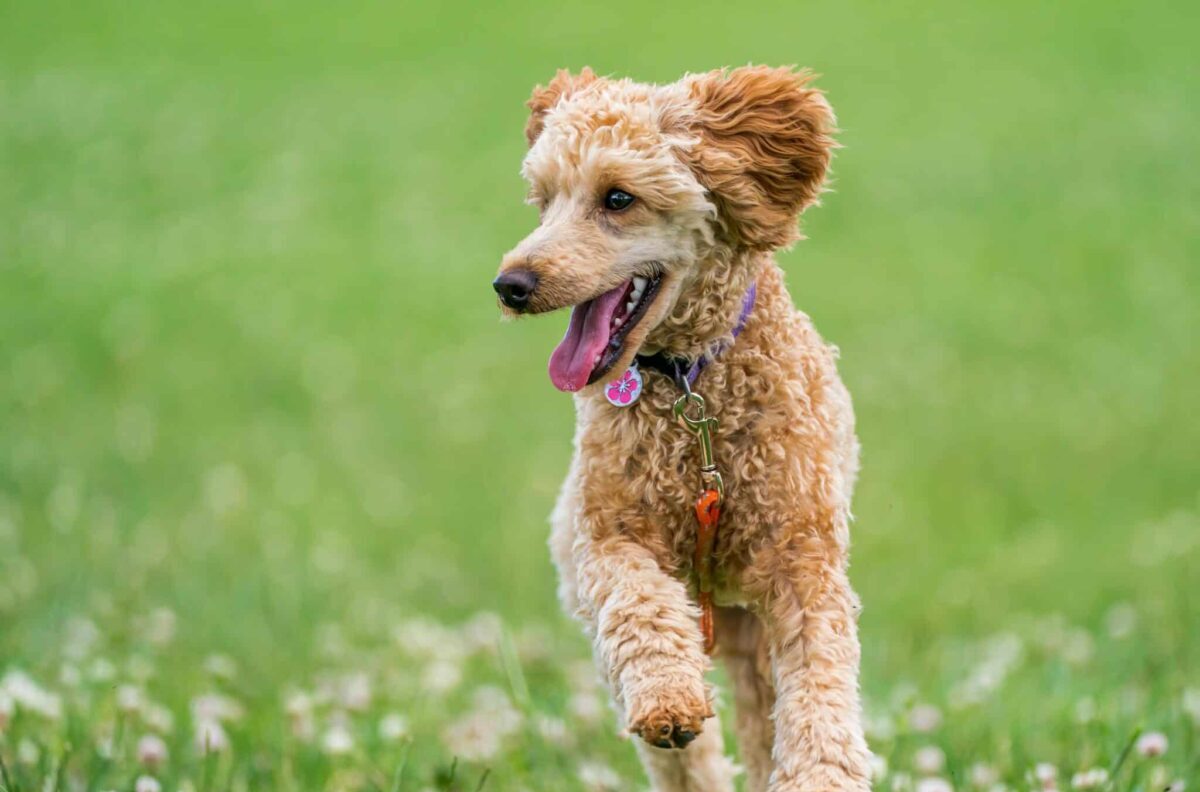 11 Dog Breeds That Shed Less Than You’d Expect