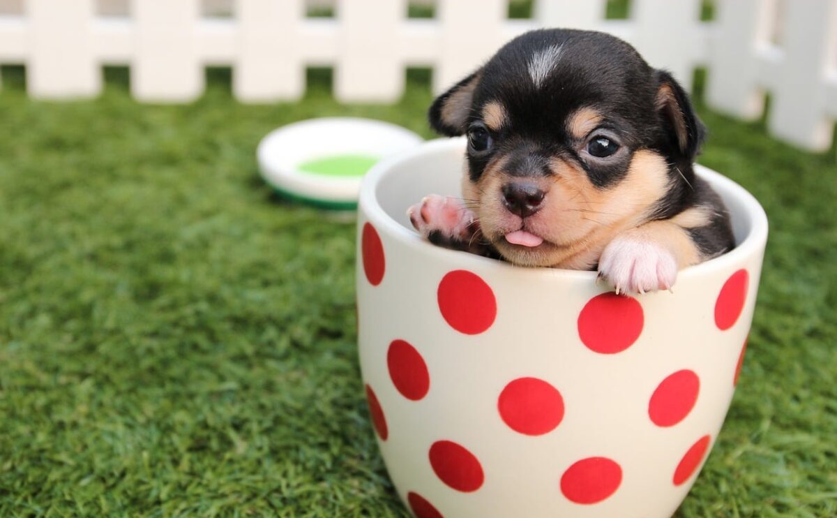 11 Dog Breeds That Stay Puppy-Sized Forever