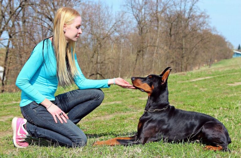 11 Dog Breeds Who Are Incredibly Obedient