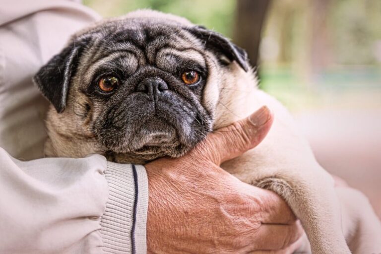 11 Dogs Perfect for Seniors Who Like a Peaceful Pup