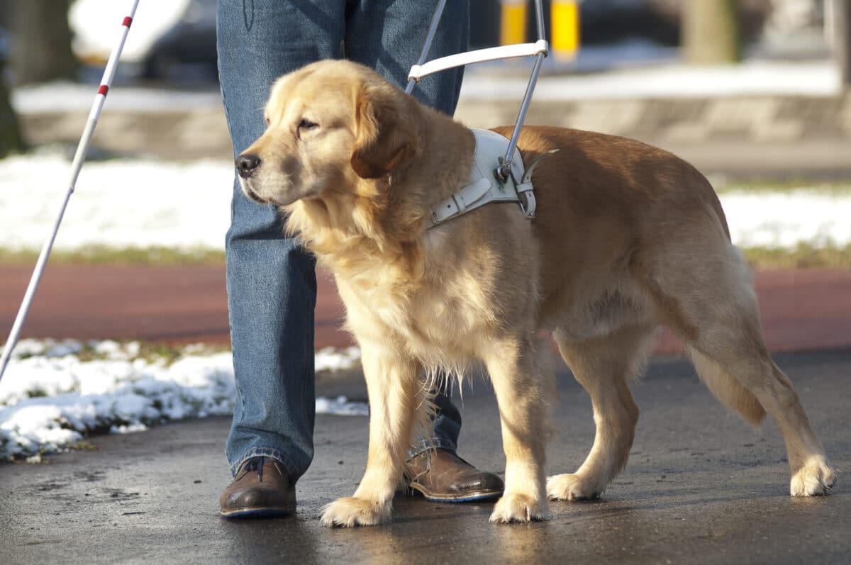 Guide,Dog,Is,Helping,A,Blind,Man.