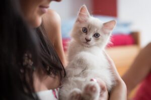 11 Emotional Support Cat Breeds That Double As
Therapists