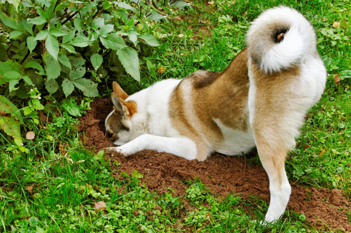 11 Fascinating Reasons Why Dogs Dig (Besides Burying
Bones)