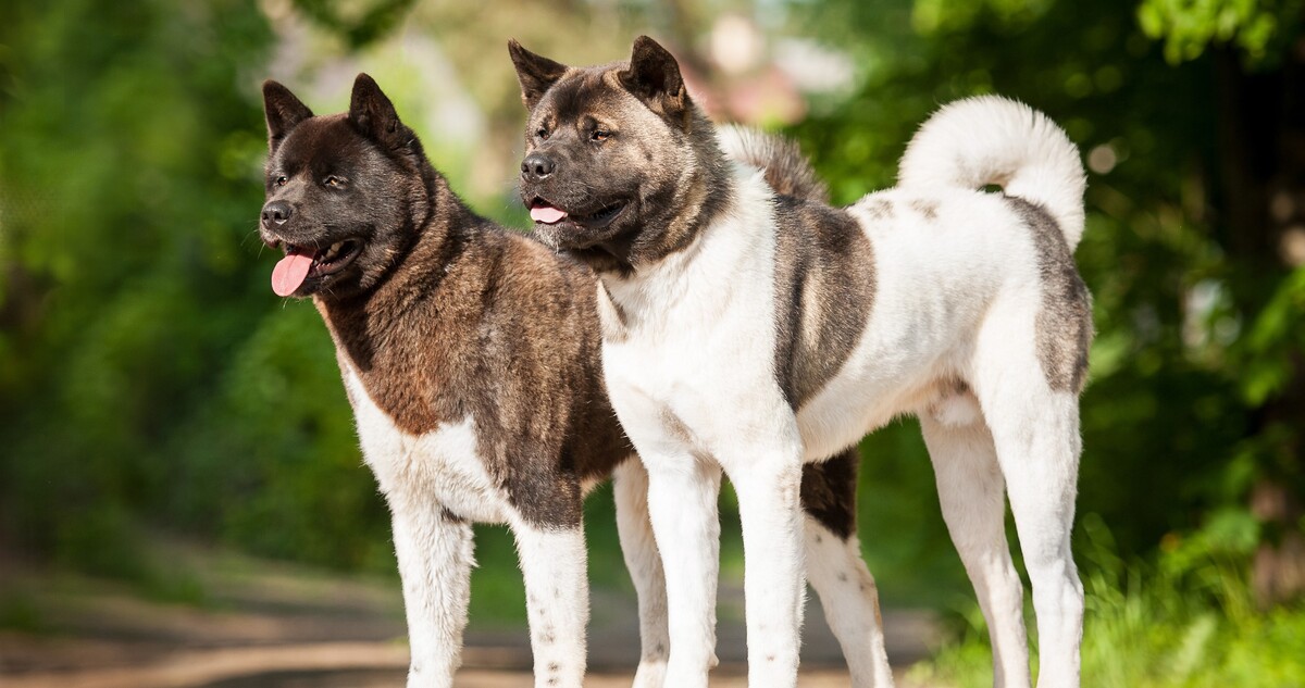 11 Fearless Canine Guardians: Best Breeds to Protect Your
Castle