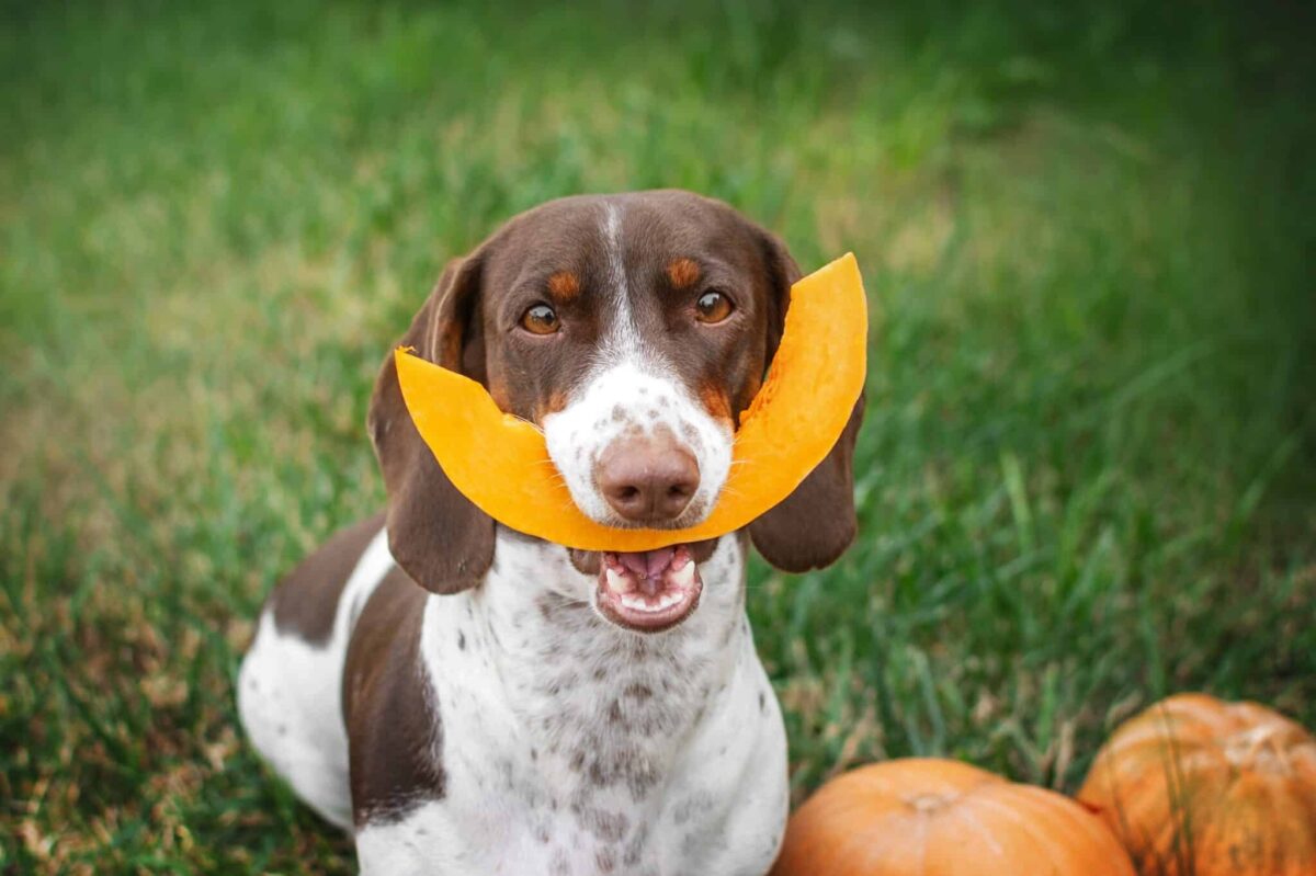 11 Must-Know Secret Tips Every Pet Parent Needs for All
Seasons