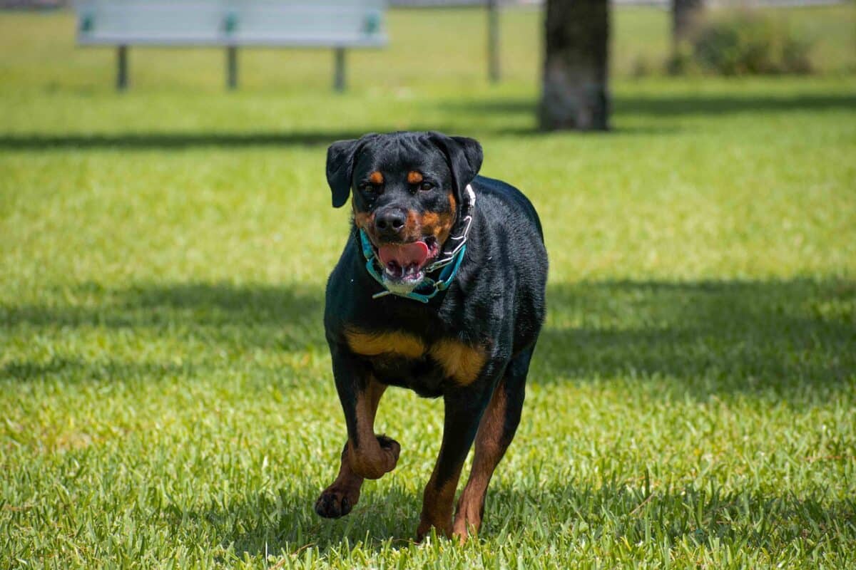 11 Reasons Rottweilers Are Not For Everyone