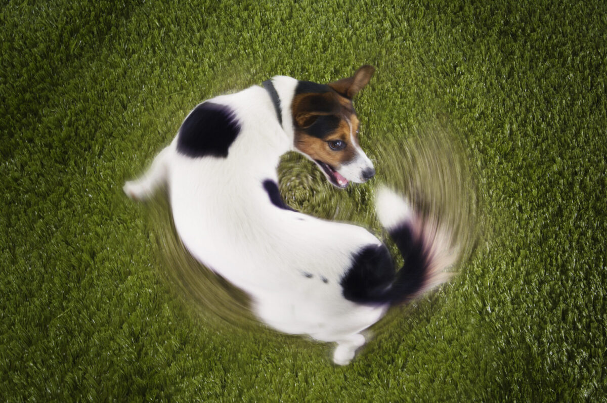 11 Startling Reasons Dogs Sometimes Chase Their
Tails