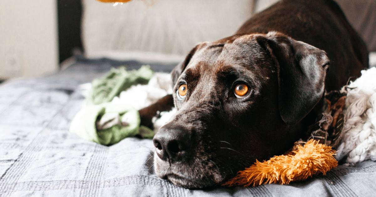 11 Things You Do That Could Be Causing Your Dog
Anxiety