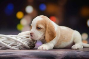 11 Things You Should Know Before Getting A Beagle