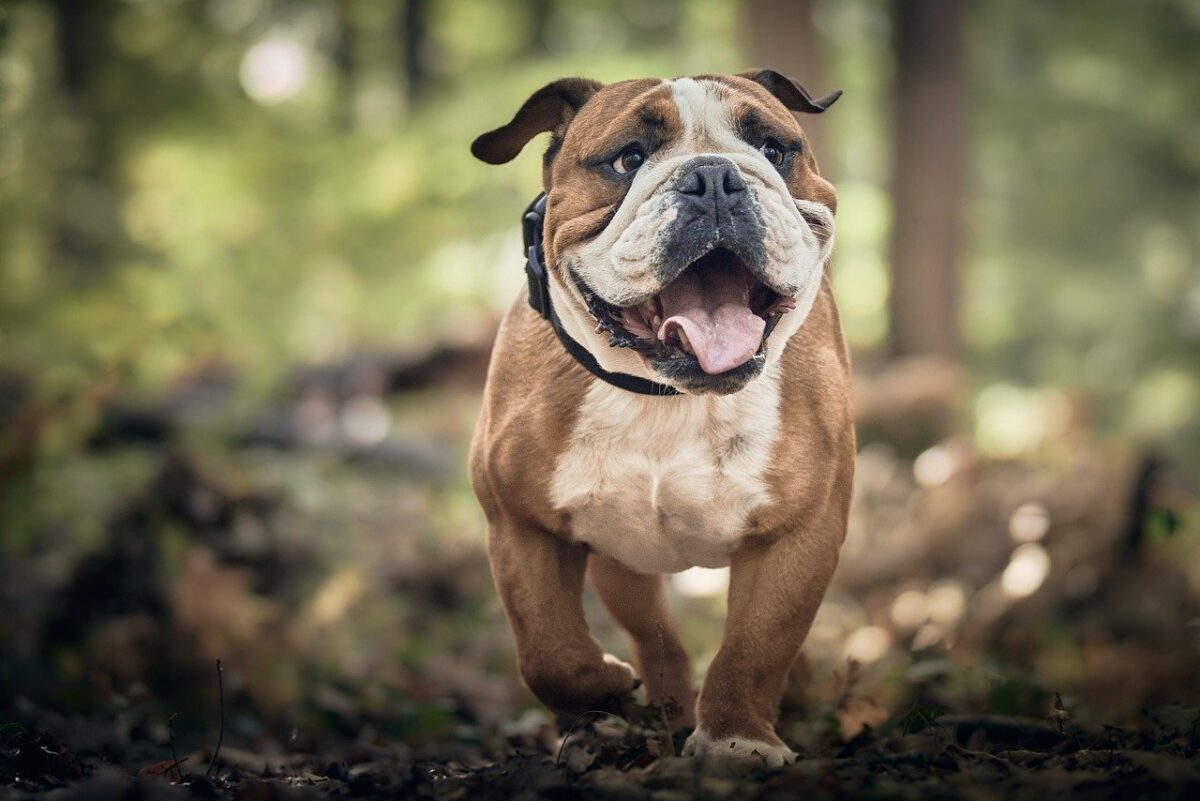 11 Things You Should Know Before Getting A Bulldog