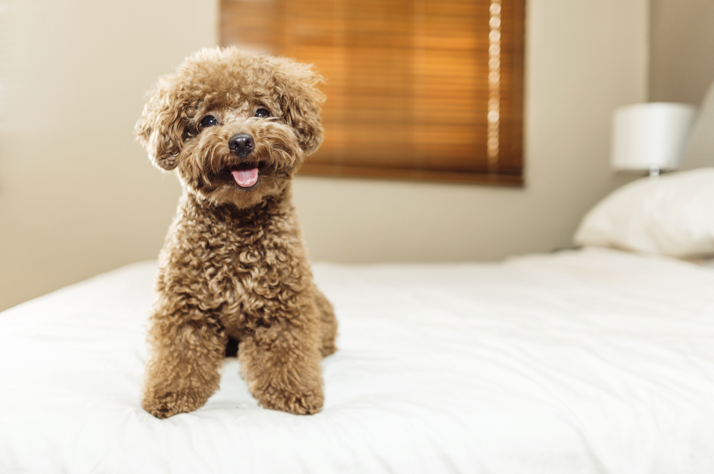 Cute Toy Poodle dog sitting on bed