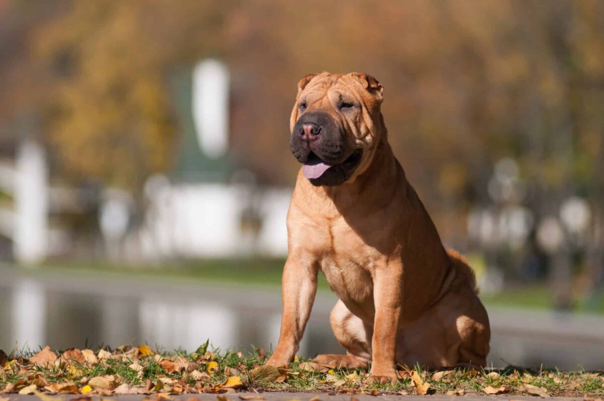 Shar-pei