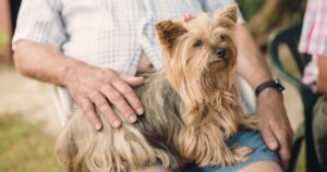 12 Dog Breeds That Love Being Lap Dogs (and 5 That Hate
Cuddles)