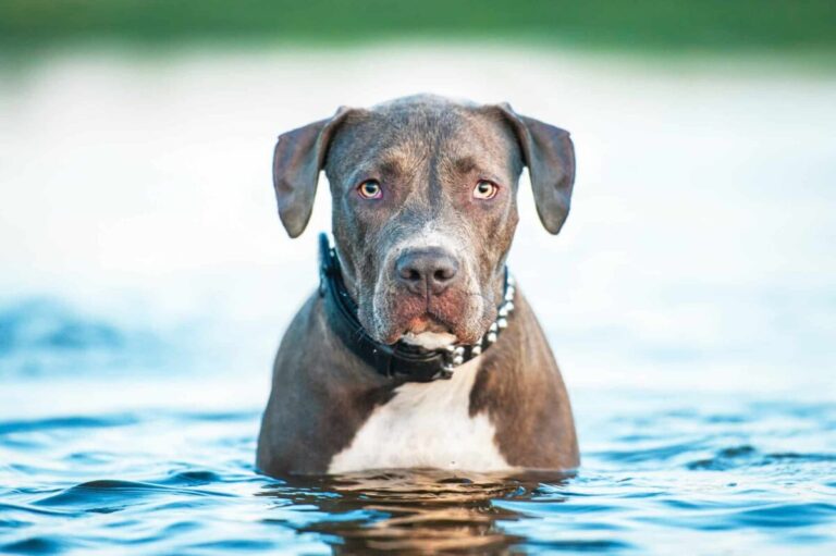 12 Dog Breeds That Love Hot Weather (and 5 That Hate the
Heat)