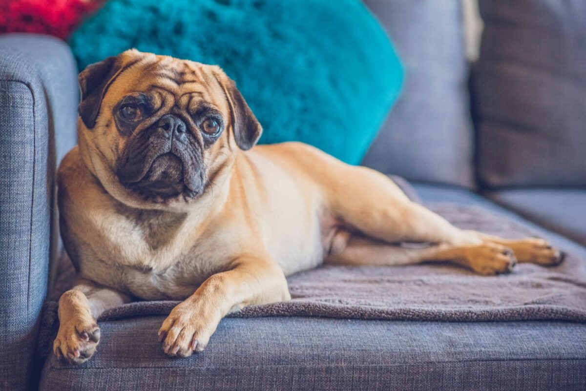 12 Dog Breeds That Love Watching TV (and 5 That Hate Screen
Time)