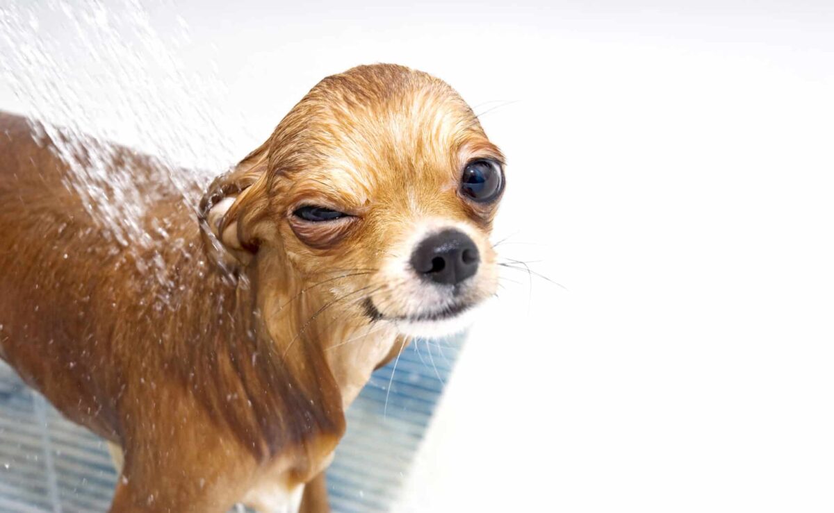 12 Dog Breeds That Need the Least Frequent Bathing