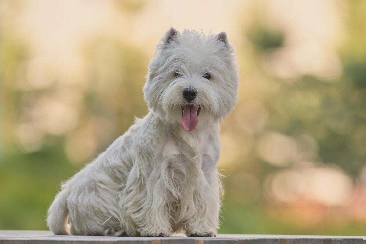 9 Best Puppy Dog Foods for Westies