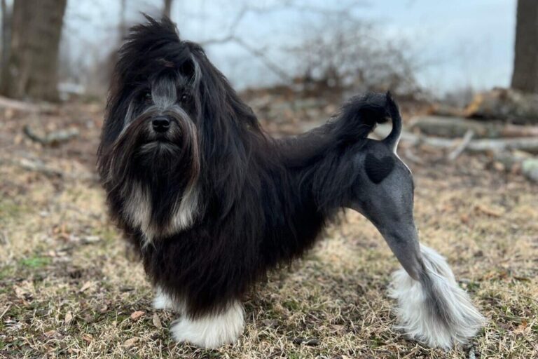 12 Luxurious Dog Breeds That’ll Make Your Wallet Howl (+ 5
Shelter Dog to Save the Day)