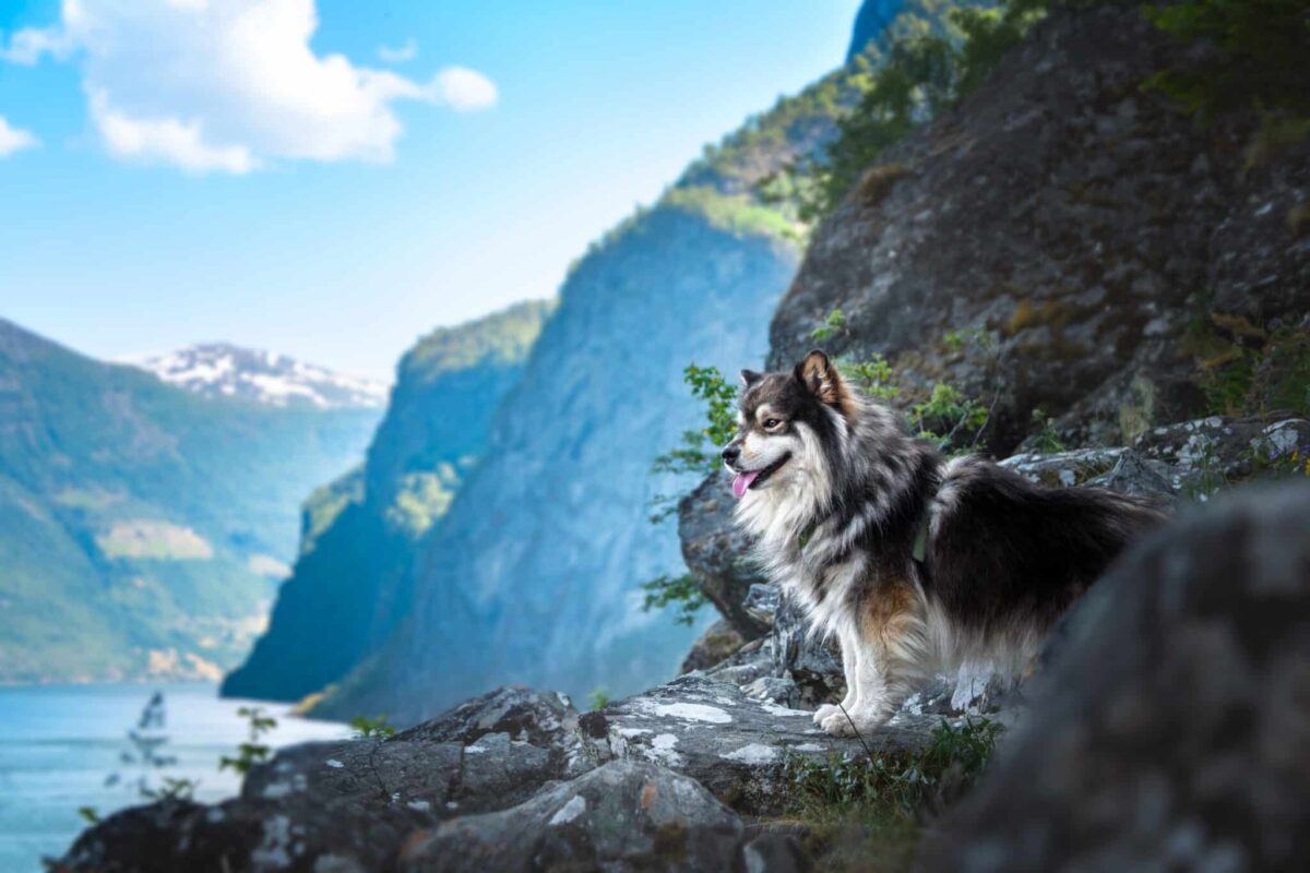 12 Outdoor-Loving Dog Breeds Who Live for Adventure