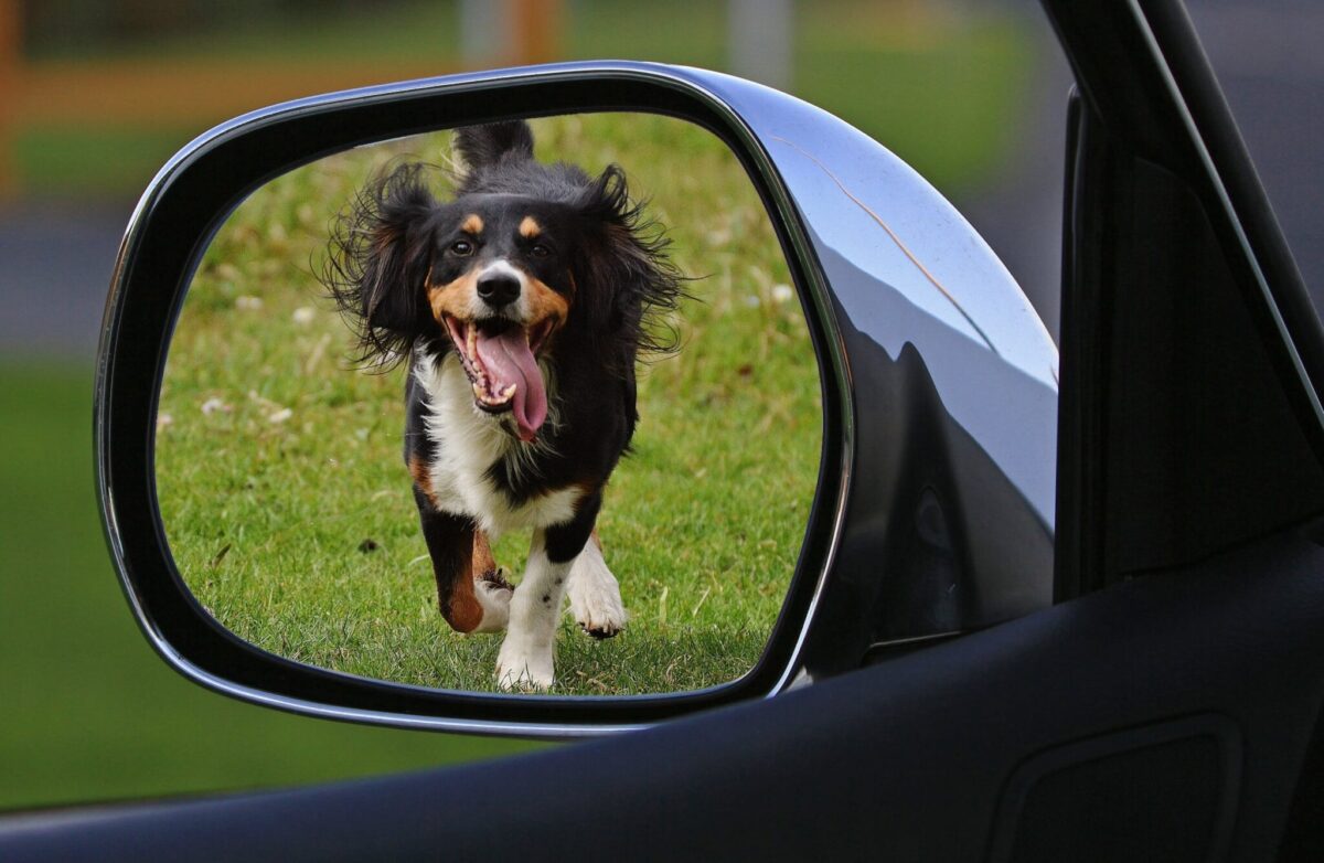 12 Reasons Dogs Don’t Recognize Their Own Reflection