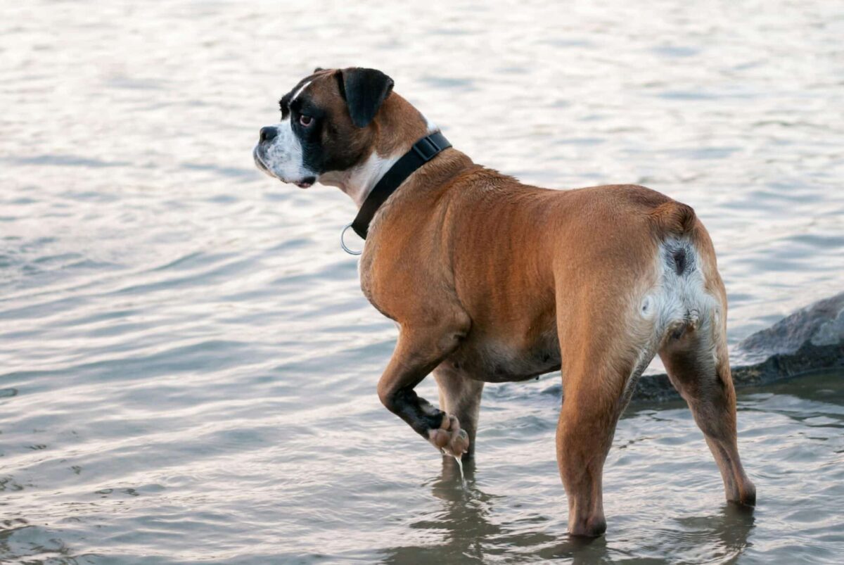 12 Surprising Dog Breeds Who Can’t Swim Well