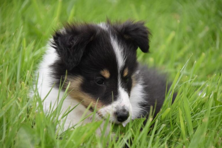 12 Unexpected Facts About Why Some Dogs Eat Grass