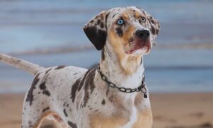 13 Beautiful Dog Breeds with Breathtakingly Blue
Eyes